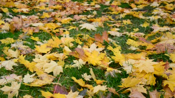 Желтый кленовый лист лежит на зеленой траве осенью — стоковое видео