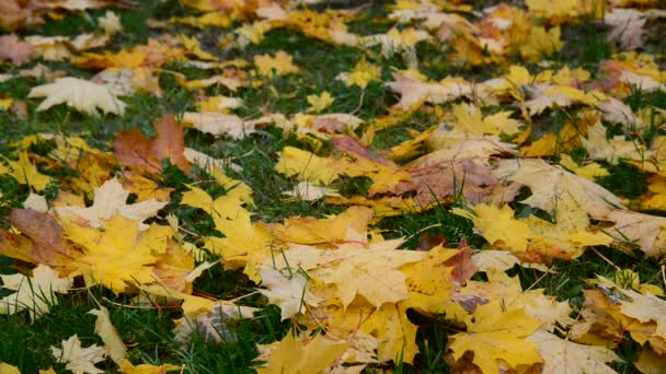 Yellow maple leaf lying on green grass in autumn — Stock Video