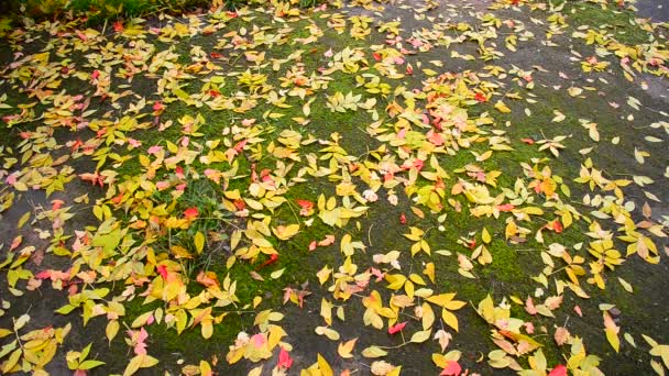 Мокрый осенний кленовый лист лежит на земле покрытый мхом — стоковое видео