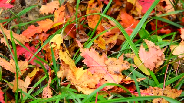 Wet yellow maple leaf lying on bright green grass in autumn — Stock Video