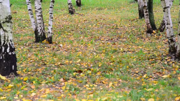 Queda de folha de outono em um bosque de vidoeiro, Rússia — Vídeo de Stock