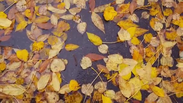 Kaki wanita dengan sepatu bot hitam dan celana jeans melewati genangan pada daun musim gugur — Stok Video