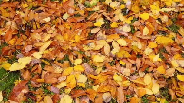 Жовтий кленовий лист, лежить на зеленій траві восени — стокове відео