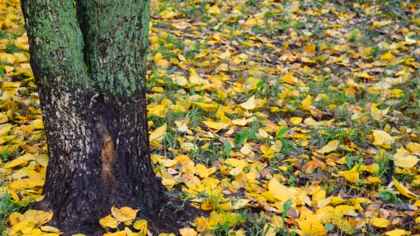 Otoño caída de la hoja en el bosque, Rusia — Vídeos de Stock