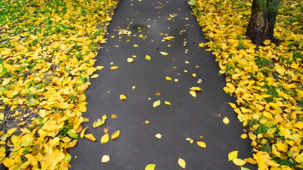 Otoño caída de la hoja en el parque de la ciudad, Rusia — Vídeos de Stock