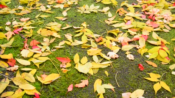 Feuille d'érable d'automne mouillée couchée sur le sol recouvert de mousse — Video