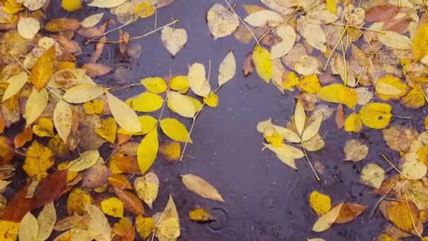 Gele herfstbladeren leugen in de plas in de regen — Stockvideo