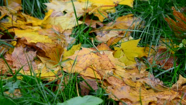 Wet yellow maple leaf lying on green grass in autumn — Stock Video