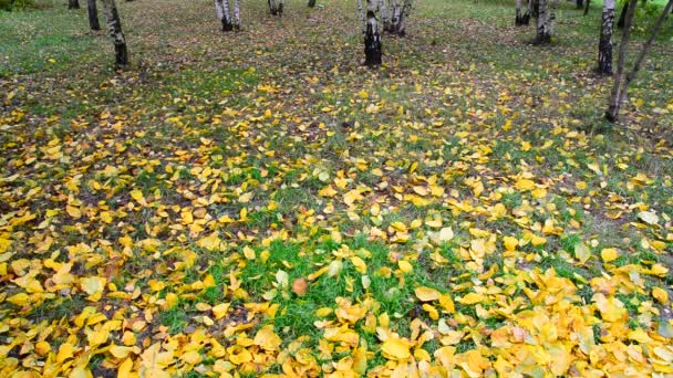 Осенний листопад в березовой роще, Россия — стоковое видео