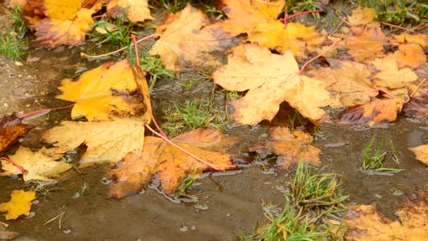 Foglia d'acero gialla sdraiata in una pozzanghera in autunno — Video Stock