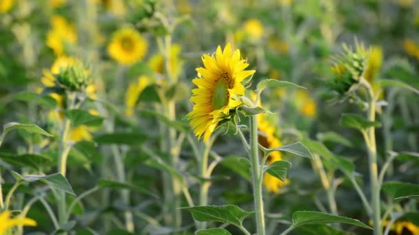 Girasoles en el campo al atardecer — Vídeos de Stock