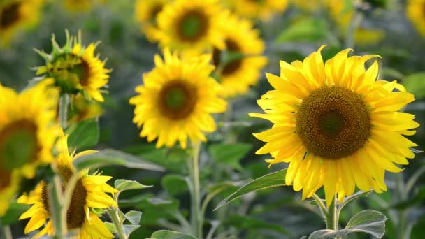 Grands tournesols dans le champ au coucher du soleil 