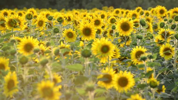 Viele Sonnenblumen auf dem Feld bei Sonnenuntergang — Stockvideo