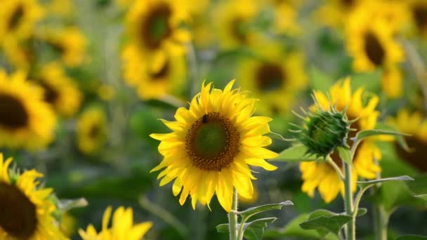 Girasoles en el campo al atardecer — Vídeos de Stock