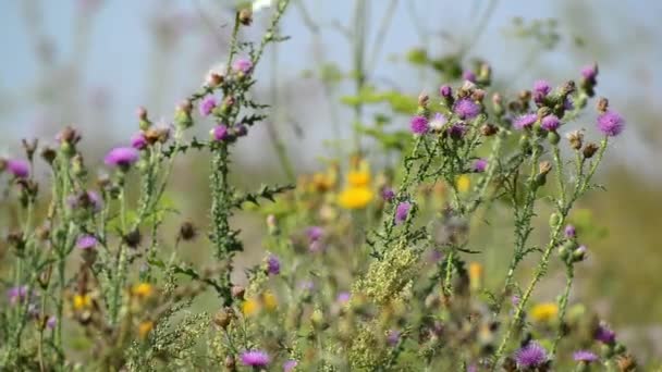 Distel auf der Wiese im Sommer — Stockvideo