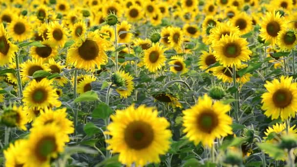 Feld blühender Sonnenblumen bei Sonnenuntergang, Nahaufnahme — Stockvideo
