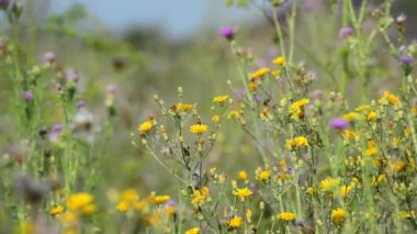 Vahşi çayır yaz Rusya'da çiçek açması