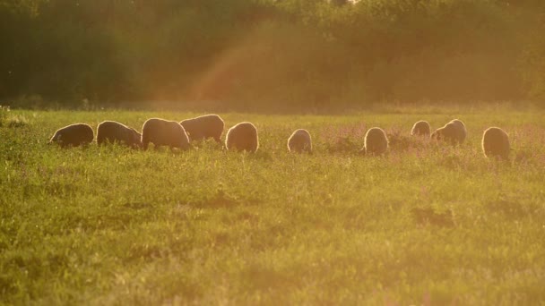 Маленькое стадо овец на пастбище при закате солнца — стоковое видео