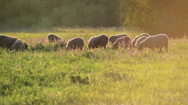 Kleine Schafherde auf einer Weide im Sonnenuntergang — Stockvideo