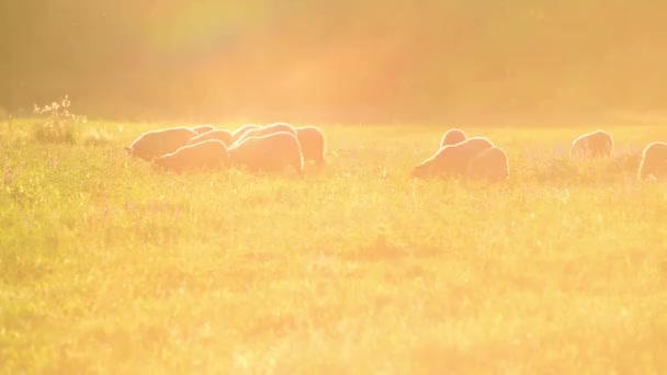 Kleine Schafherde auf einer Weide im Sonnenuntergang — Stockvideo