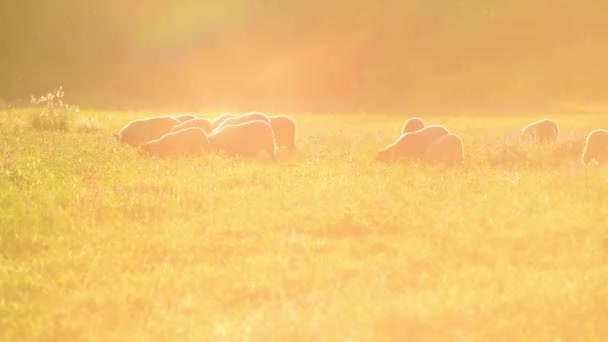 Pequeno rebanho de ovelhas em um pasto em luz de pôr-do-sol — Vídeo de Stock