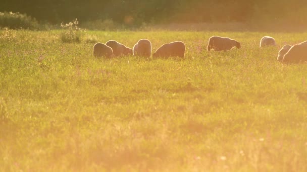 Malé stádo ovcí pasoucí se na louce v západu slunce světlo — Stock video
