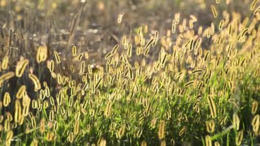 Gün batımında altın çayır çimen