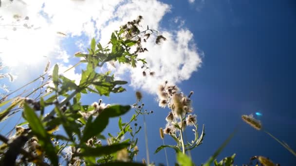Růžový osít thistle s semena proti obloze — Stock video