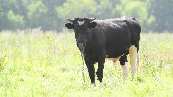 Black bull grazing in pasture — Stock Video