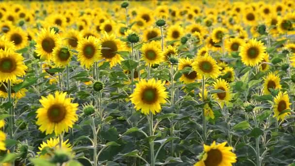 Champ de tournesols en fleurs au coucher du soleil, gros plan — Video