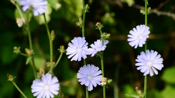 Blauwe bloemen van de wilde cichorei — Stockvideo