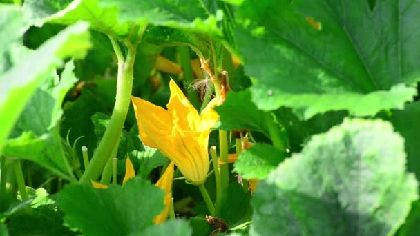 Flor de calabaza primer plano — Vídeo de stock