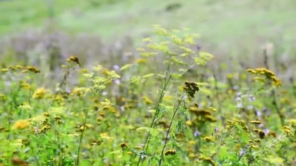 Tansy desaparece no final do verão — Vídeo de Stock