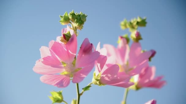 Purple pink meadow mallow flowers Malva close up — Stock Video