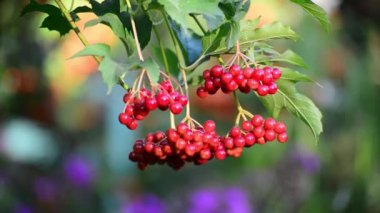 Geç yaz meyveleri olgunlaşmış kartopu