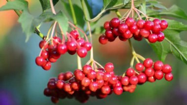 Geç yaz meyveleri olgunlaşmış kartopu