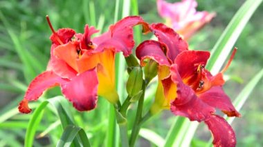 Scarlet terry daylily çiçek flowerbed içinde
