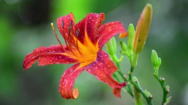 yağmur sonra kırmızı daylily çiçek
