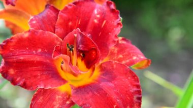 Kırmızı terry daylily çiçek flowerbed içinde