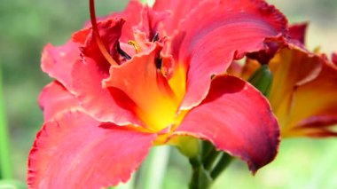 Scarlet terry daylily çiçek flowerbed içinde