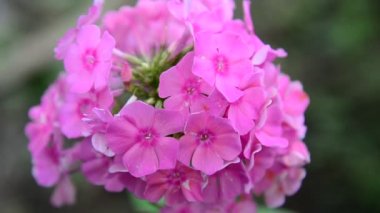 Güzel pembe phlox önümüzdeki portre