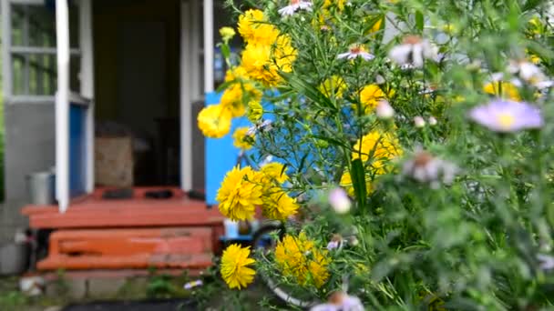 在俄罗斯农村房子附近的黑心鲜花 — 图库视频影像
