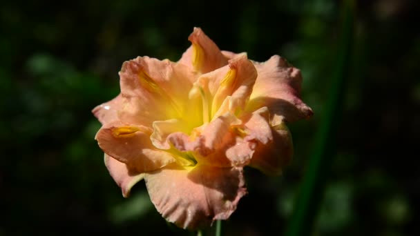 Naranja terry daylily flor en macizo de flores — Vídeo de stock