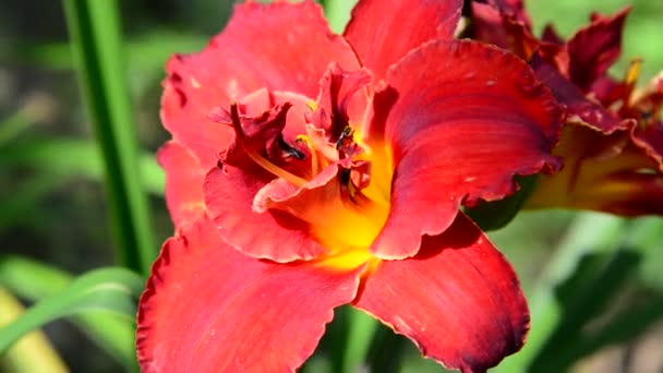 Flor terry daylily escarlate em canteiro de flores — Vídeo de Stock