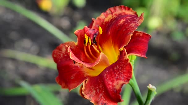 Flor de terciopelo rojo en lecho de flores — Vídeos de Stock