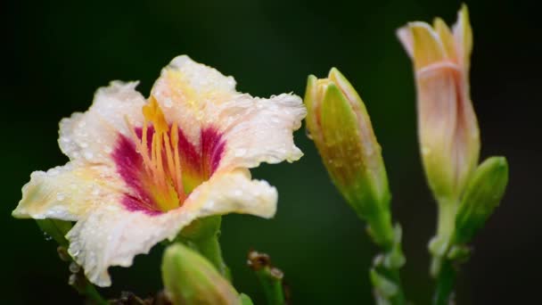 雨の後のオレンジ色のテリー カンゾウの花 — ストック動画