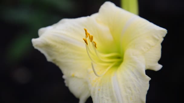 Ελαφρύ κίτρινο daylily λουλούδι στο παρτέρι — Αρχείο Βίντεο