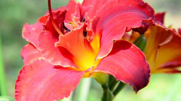 Flor terry daylily escarlate em canteiro de flores — Vídeo de Stock