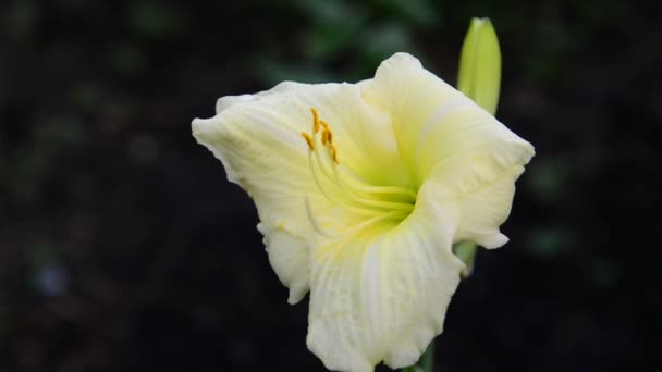 Hellgelbe Taglilie-Blume im Beet — Stockvideo