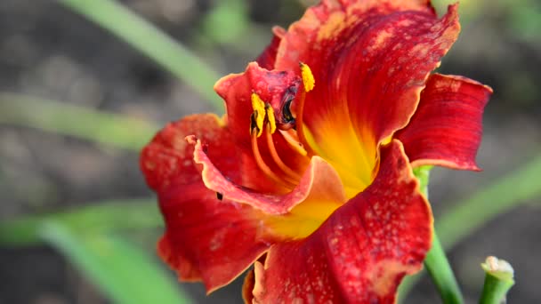 Flor de terciopelo rojo en lecho de flores — Vídeos de Stock